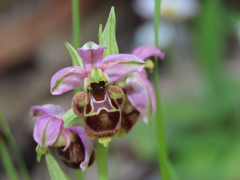 Ophrys × minuticauda