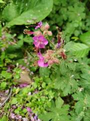 Geranium