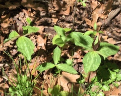 Trillium sessile