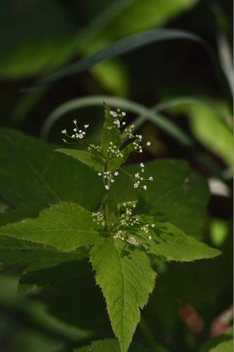 Cryptotaenia canadensis