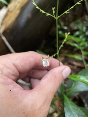Justicia martinsoniana