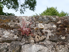 Sedum album