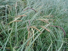 Carex acuta