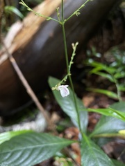 Justicia martinsoniana