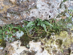 Asplenium adiantum-nigrum adiantum-nigrum