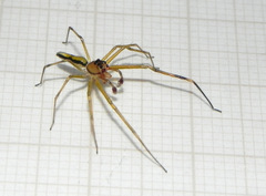 Lyssomanes vinocurae