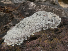 Protoparmeliopsis muralis