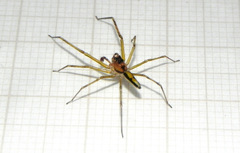 Lyssomanes vinocurae