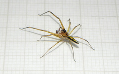 Lyssomanes vinocurae