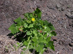 Sonchus brachylobus