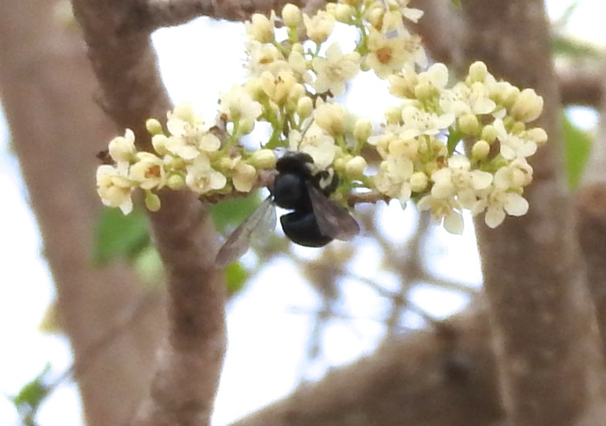 Fly-like Carpenter
