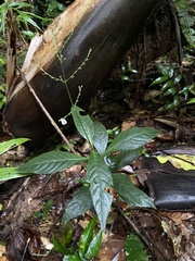 Justicia martinsoniana