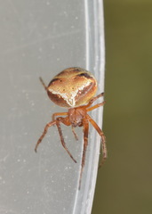 Araneus triguttatus