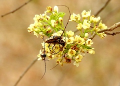 Sphaenothecus maccartyi