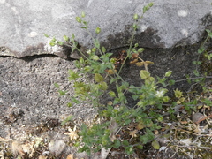 Arenaria serpyllifolia