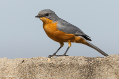 Melaenornis semipartitus