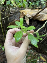 Columnea scandens