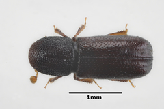 Xylocleptes bispinus