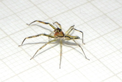 Lyssomanes vinocurae