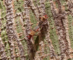 Dysdercus bimaculatus