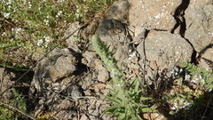 Echium glomeratum