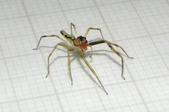 Lyssomanes vinocurae