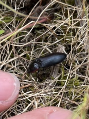 Selatosomus lateralis