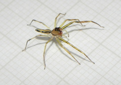 Lyssomanes vinocurae