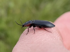 Selatosomus lateralis