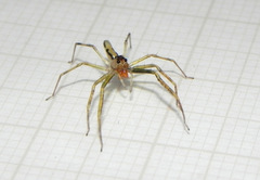 Lyssomanes vinocurae