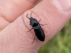 Selatosomus lateralis