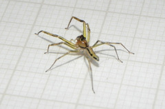 Lyssomanes vinocurae