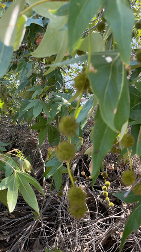 iNaturalist observation photo of western sycamore