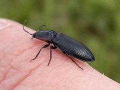 Selatosomus lateralis