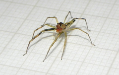 Lyssomanes vinocurae