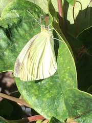 Pieris rapae