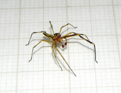 Lyssomanes vinocurae