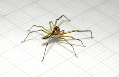 Lyssomanes vinocurae