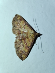 Cerynea thermesialis