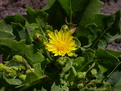 Sonchus brachylobus