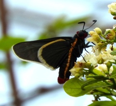 Mysoria affinis