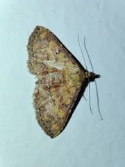 Cerynea thermesialis