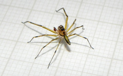 Lyssomanes vinocurae