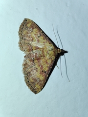 Cerynea thermesialis