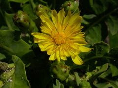 Sonchus brachylobus