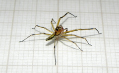 Lyssomanes vinocurae