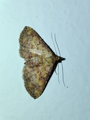 Cerynea thermesialis