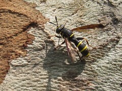 Sphiximorpha subsessilis