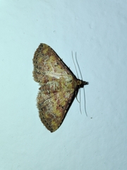 Cerynea thermesialis