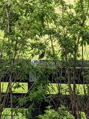 Erithacus rubecula